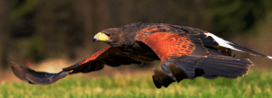 falconry hawk