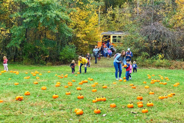 ct trolley pumpkin